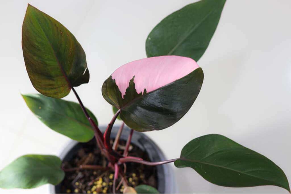 pink princess plant