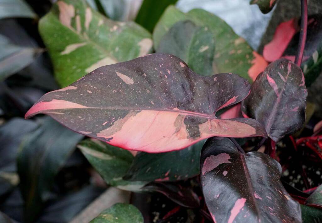 pink princess plant