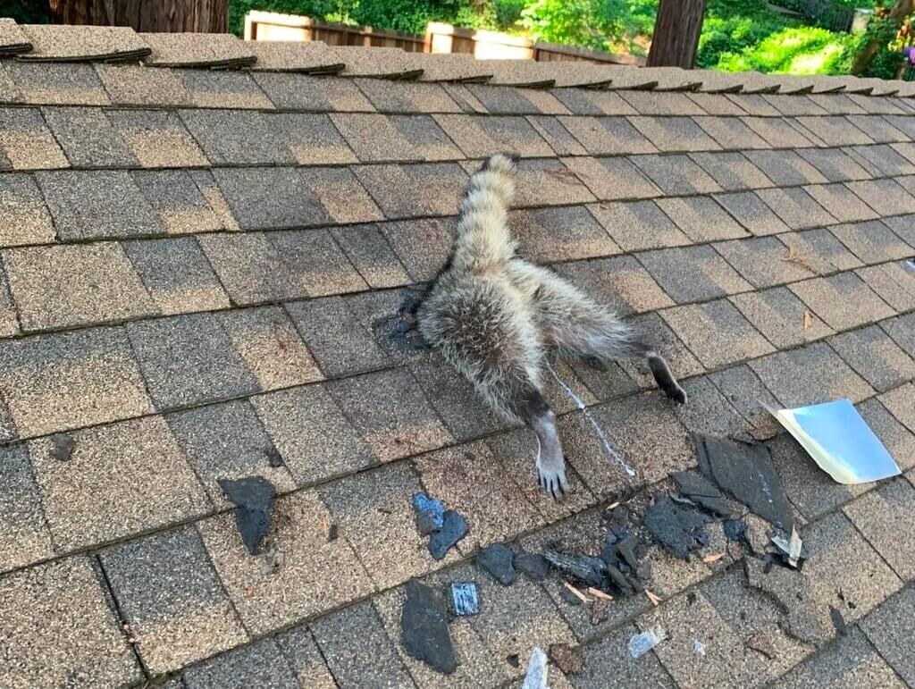 Wildlife Damage can cause roof deterioration