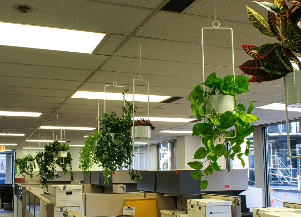 Don’t Forget the Greenery  in Inviting Office Space