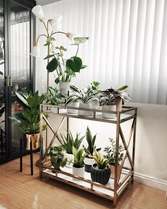 Ways to Decorate Your Indoor Plants