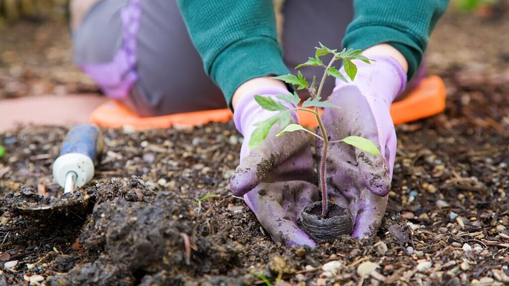 A person is planting a plant in the dirt
