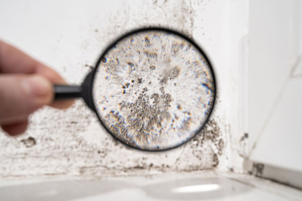 Remove Mold in Bathrooms