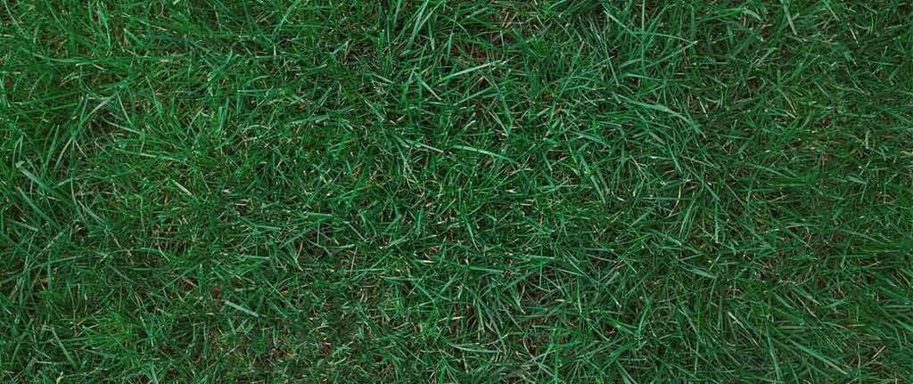 Kentucky Bluegrass grass