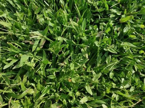 Buffalo Grass