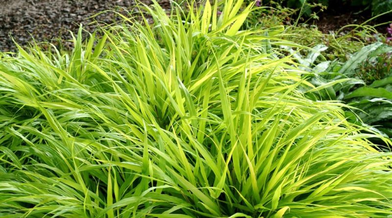 types of grass