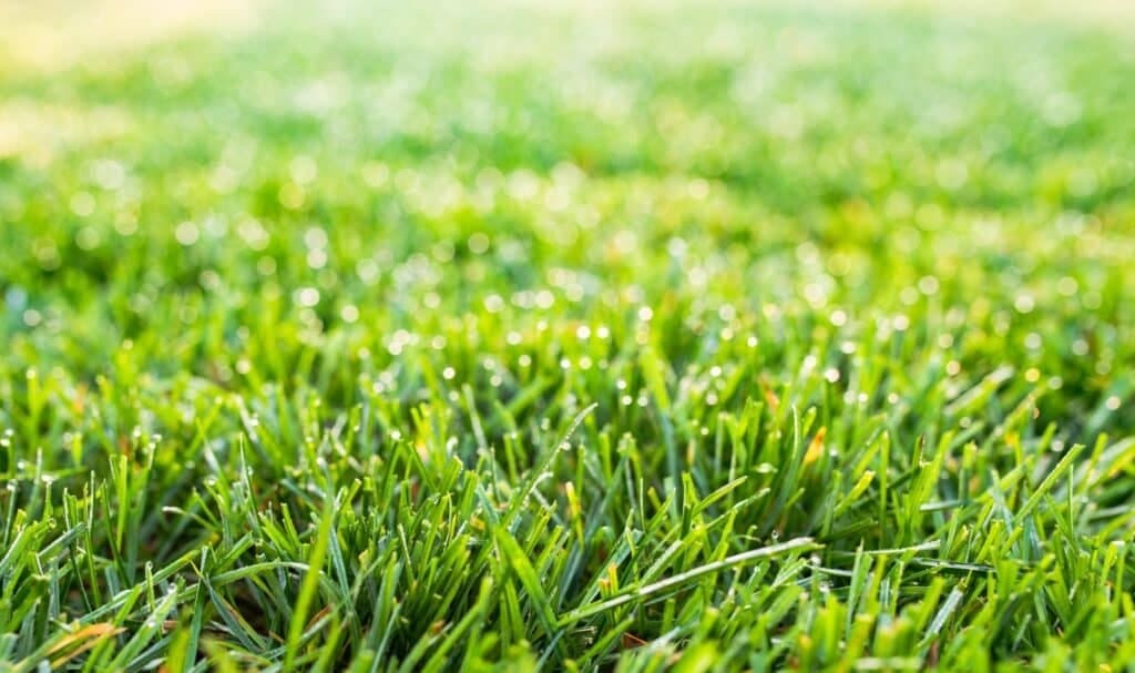 Fescue Grass