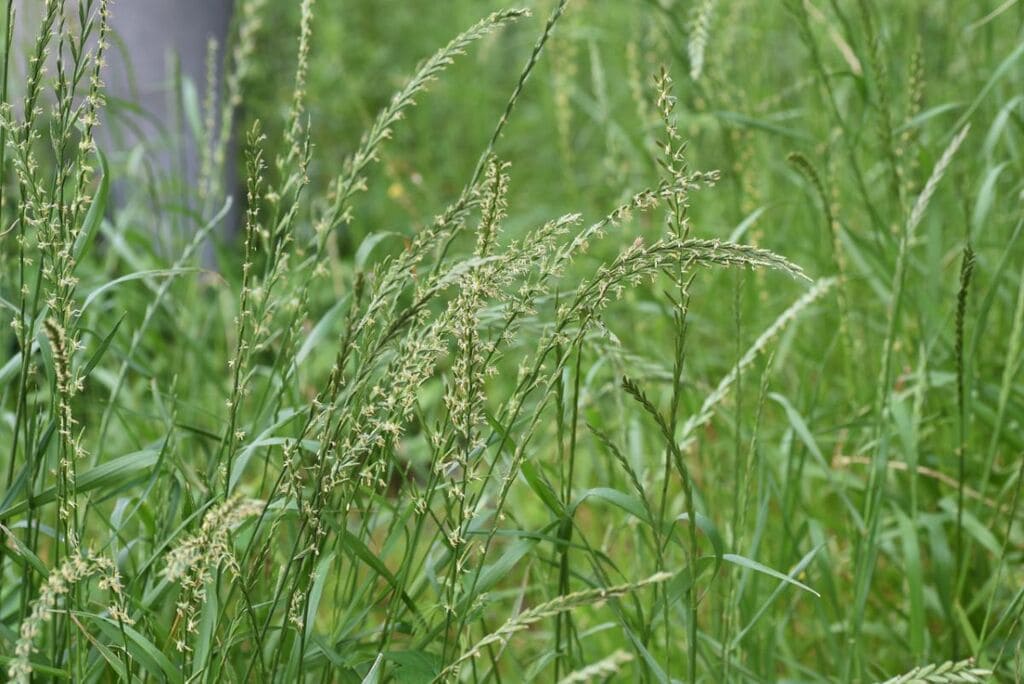 Ryegrass