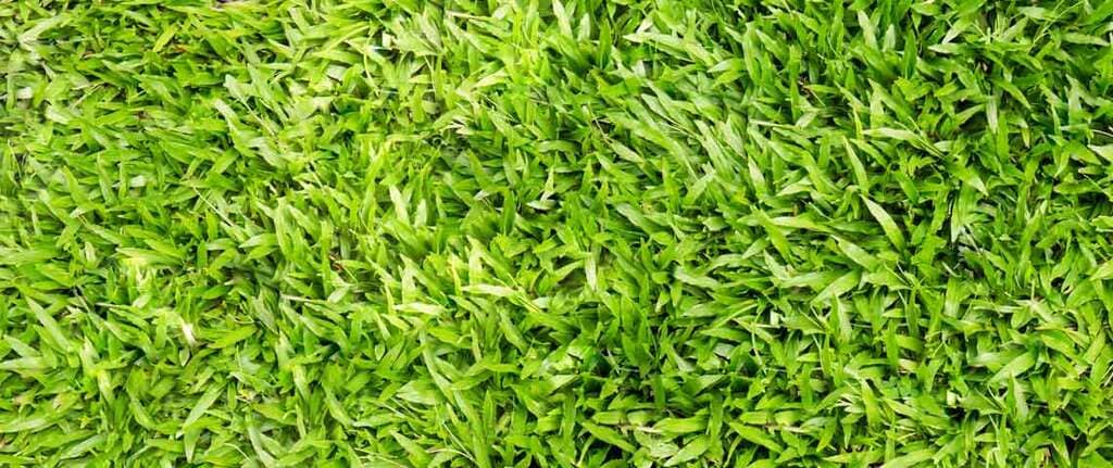 Centipede Grass
