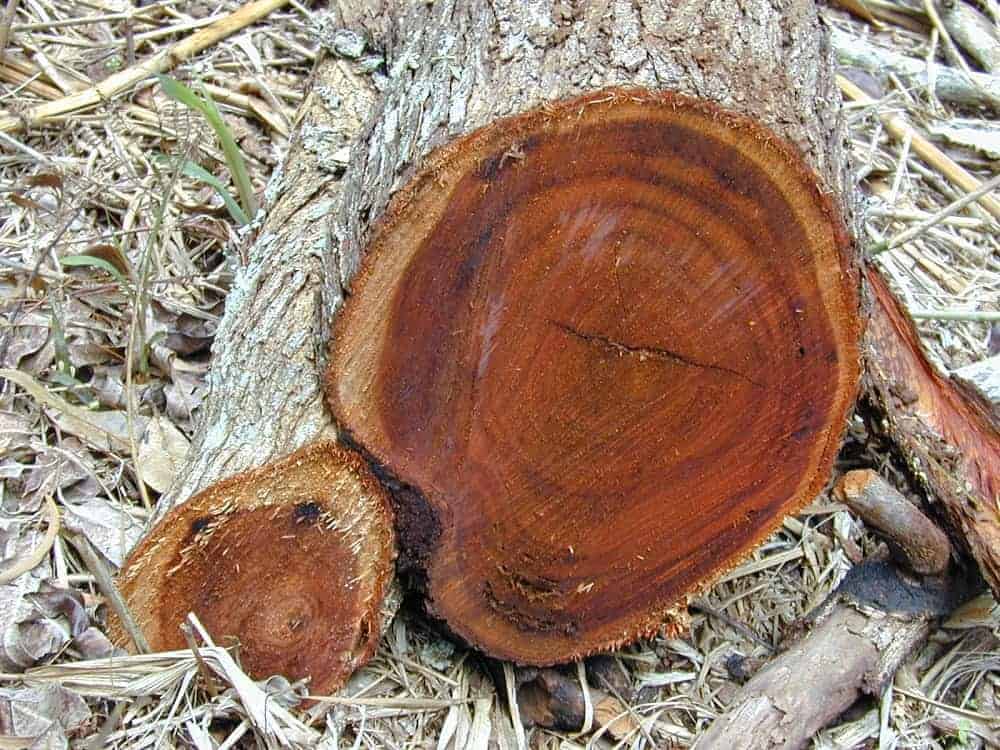 apa itu kayu akasia