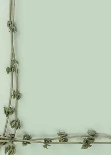 A frame made of twigs on a sage green background.
