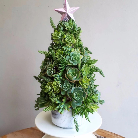 Succulent Christmas Tree