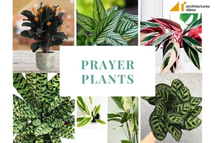 Prayers Plants