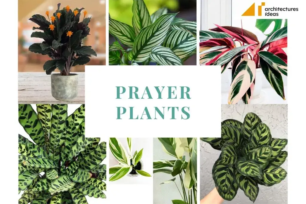 Explore Most Beautiful Species of Prayer Plants for Home