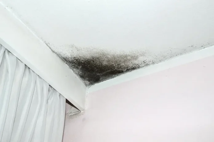 how to prevent mold growth