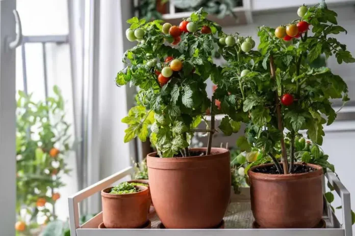 Indoor Vegetable Gardening